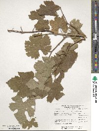 Vitis vinifera image