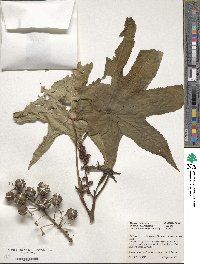 Pachystachys coccinea image