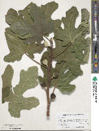 Ficus carica image