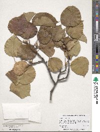 Pyrus calleryana image