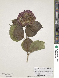 Hydrangea macrophylla image