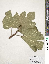 Ficus carica image