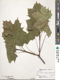 Acer platanoides image