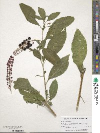 Phytolacca americana image