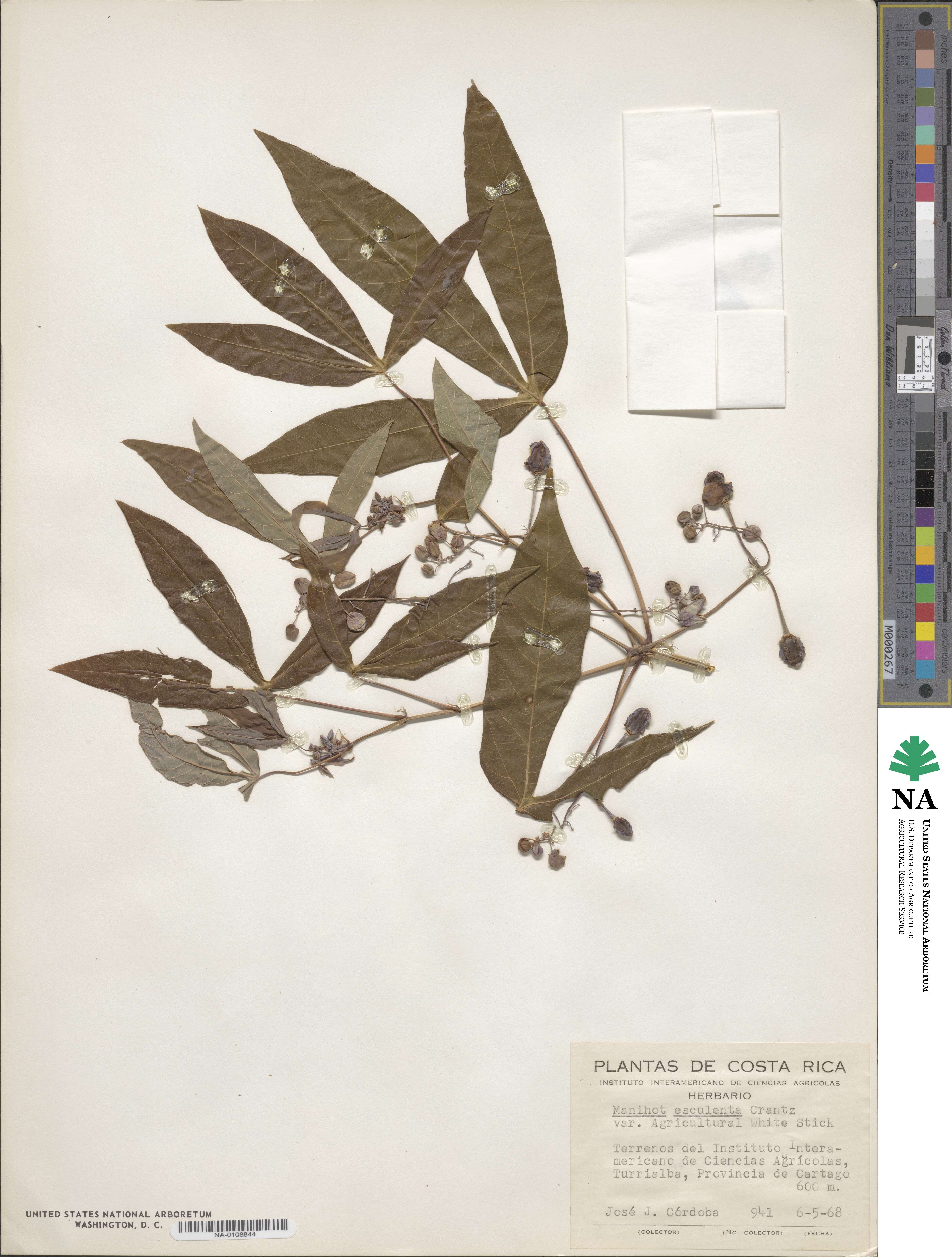 Manihot esculenta 'Agricultural White Stick' image