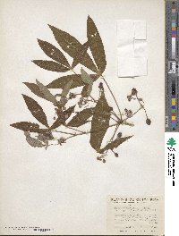 Manihot esculenta image