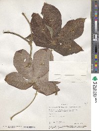 Manihot carthagenensis subsp. glaziovii image