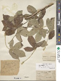 Manihot carthagenensis subsp. glaziovii image