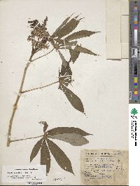 Manihot aesculifolia image