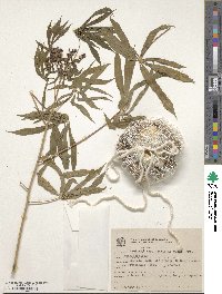 Manihot carthagenensis subsp. glaziovii image