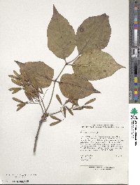 Fraxinus chinensis image