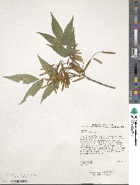 Fraxinus insularis image