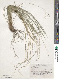 Carex lanceolata image