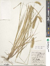 Setaria pumila image