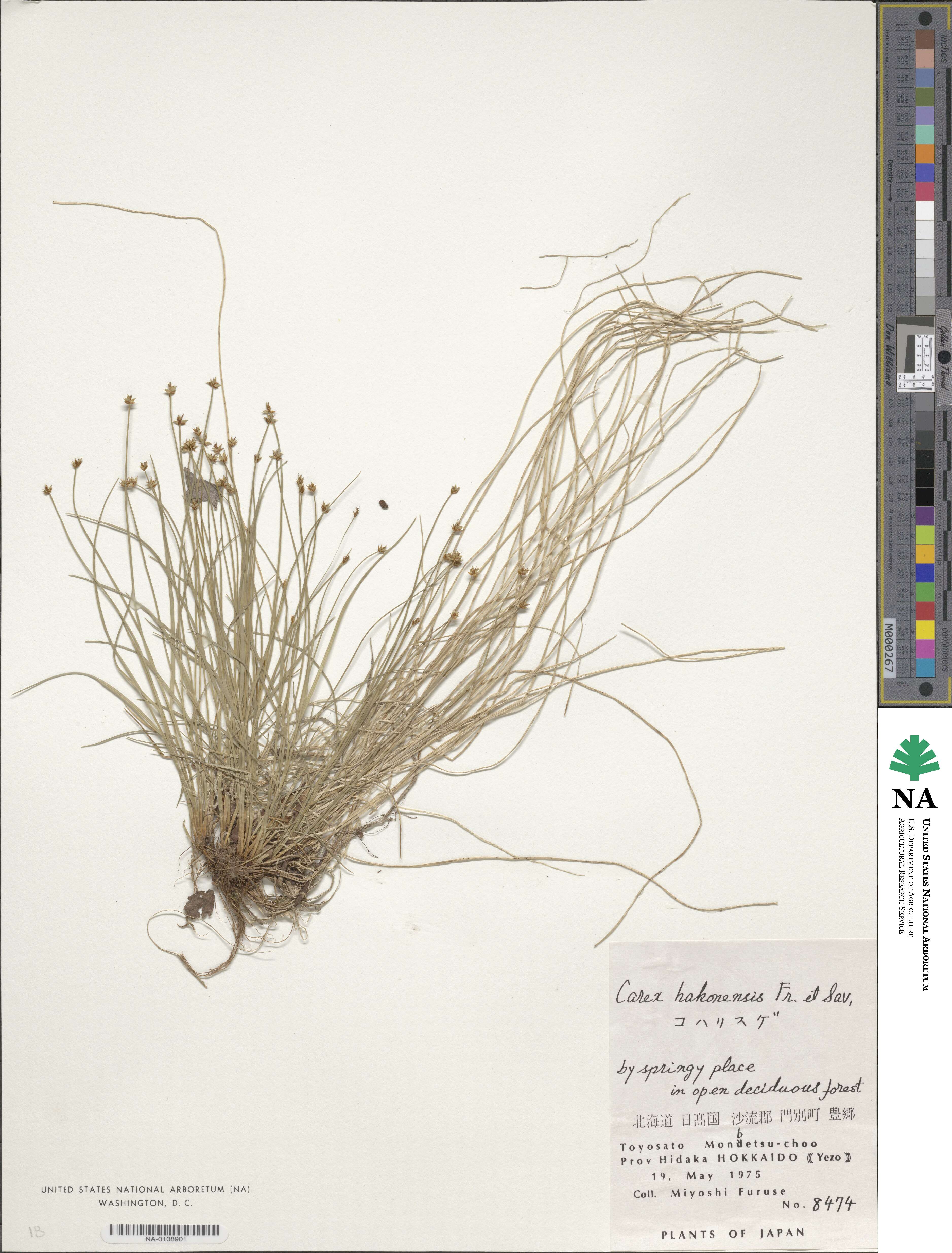 Carex hakonensis image