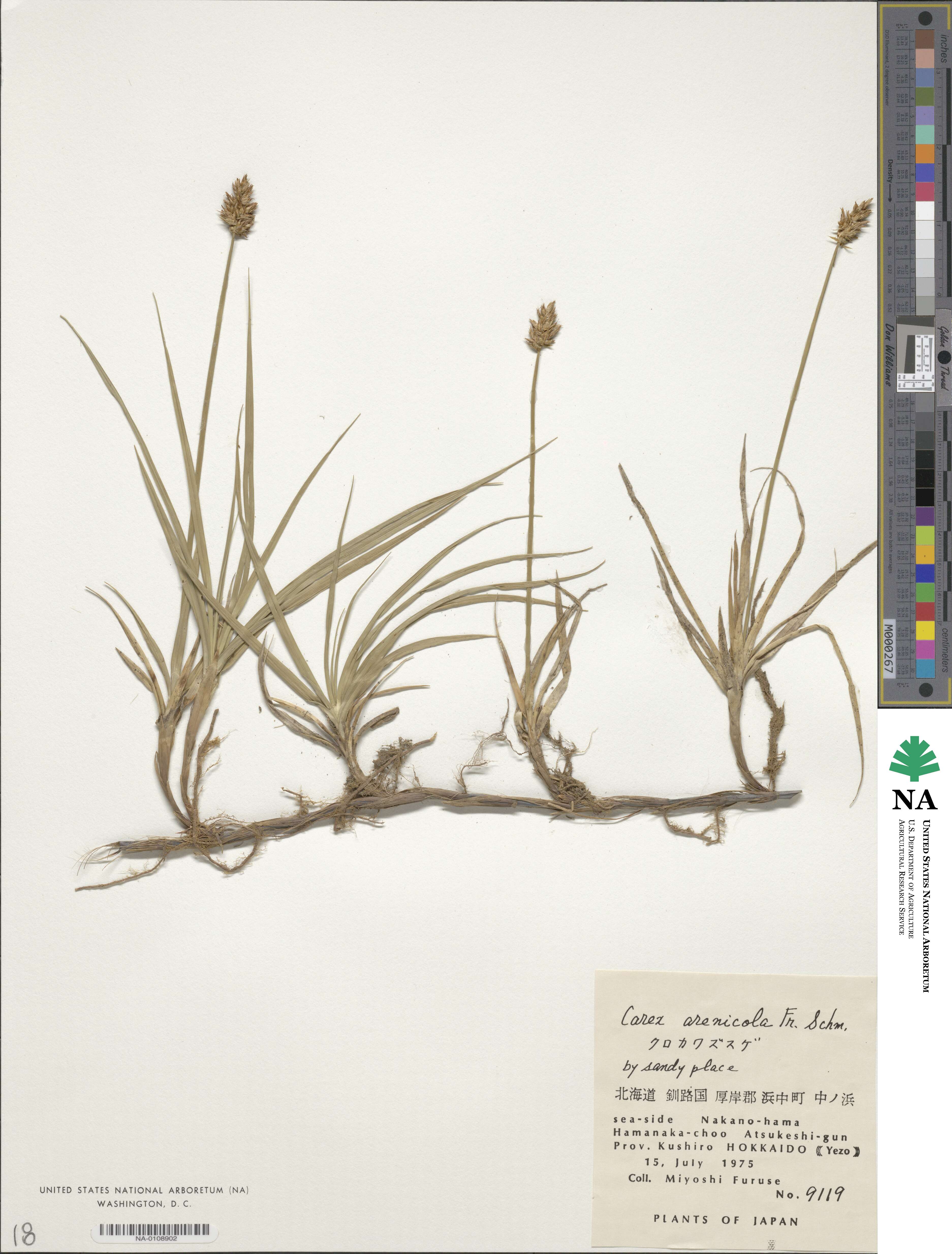 Carex arenicola image