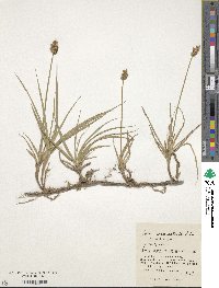 Carex arenicola image