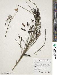 Cytisus scoparius image