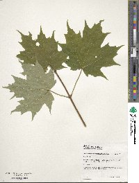 Acer saccharum image