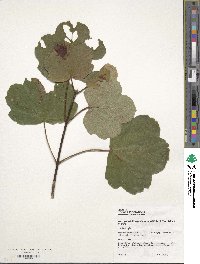 Acer obtusatum image