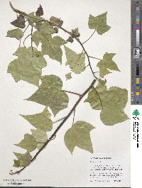 Hedera helix image