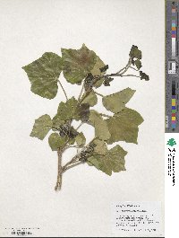 Hedera hibernica image