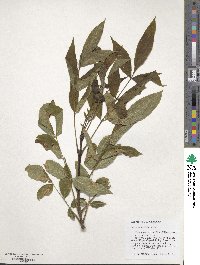 Fraxinus latifolia image