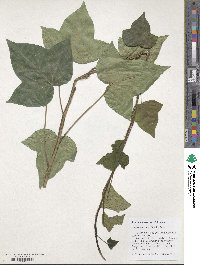 Hedera hibernica image