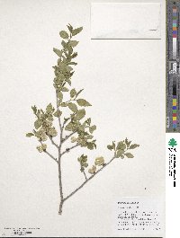 Ulmus pumila image