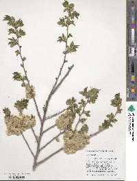 Ulmus pumila image