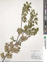 Ulmus pumila image