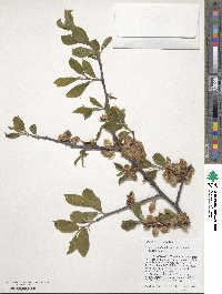 Ulmus davidiana image