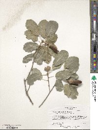 Quercus infectoria subsp. veneris image