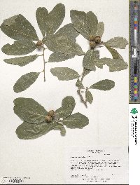 Quercus sinuata var. sinuata image