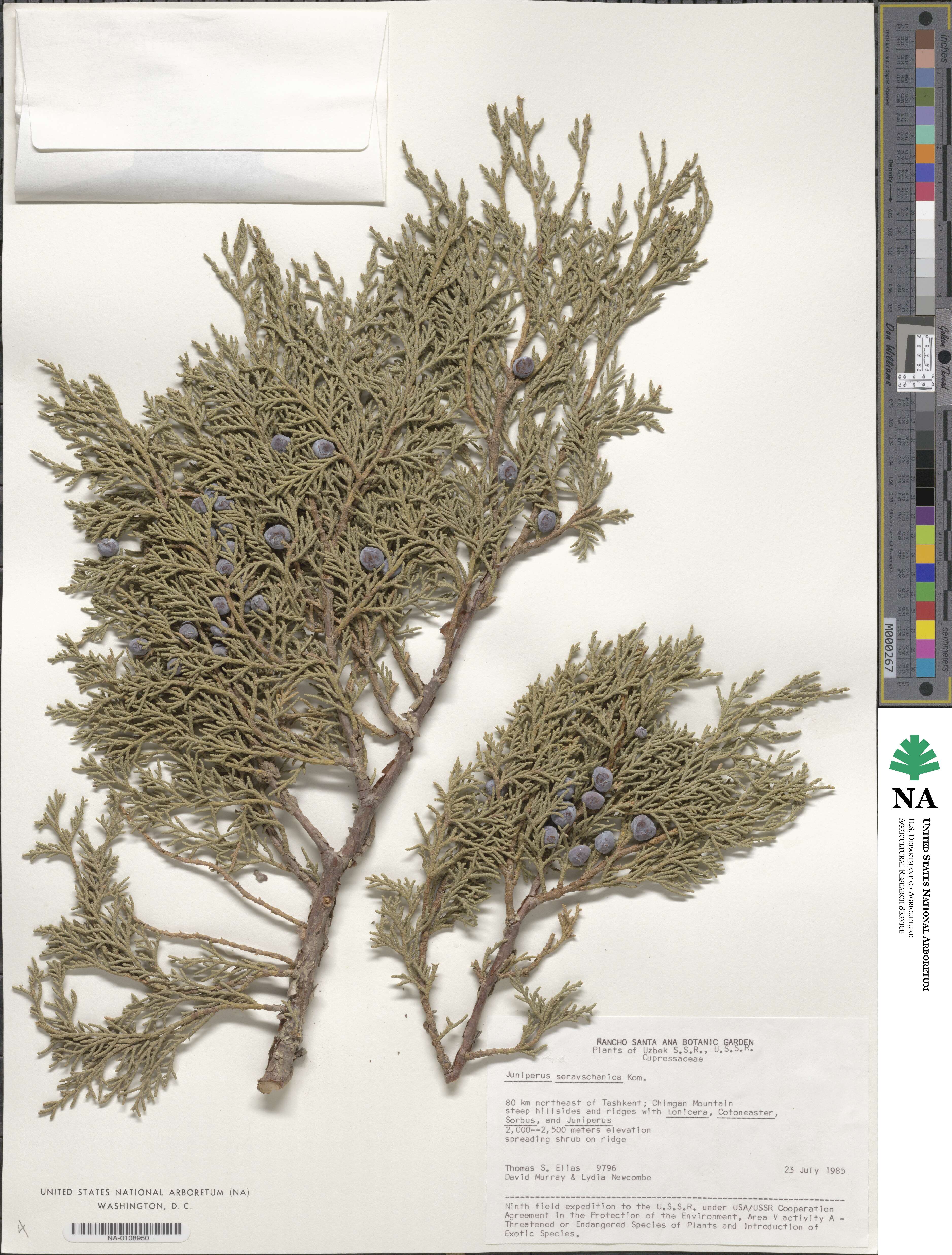 Juniperus excelsa subsp. polycarpos image