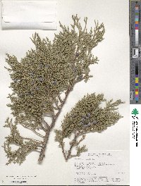 Juniperus excelsa image