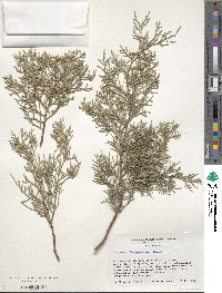 Juniperus semiglobosa image