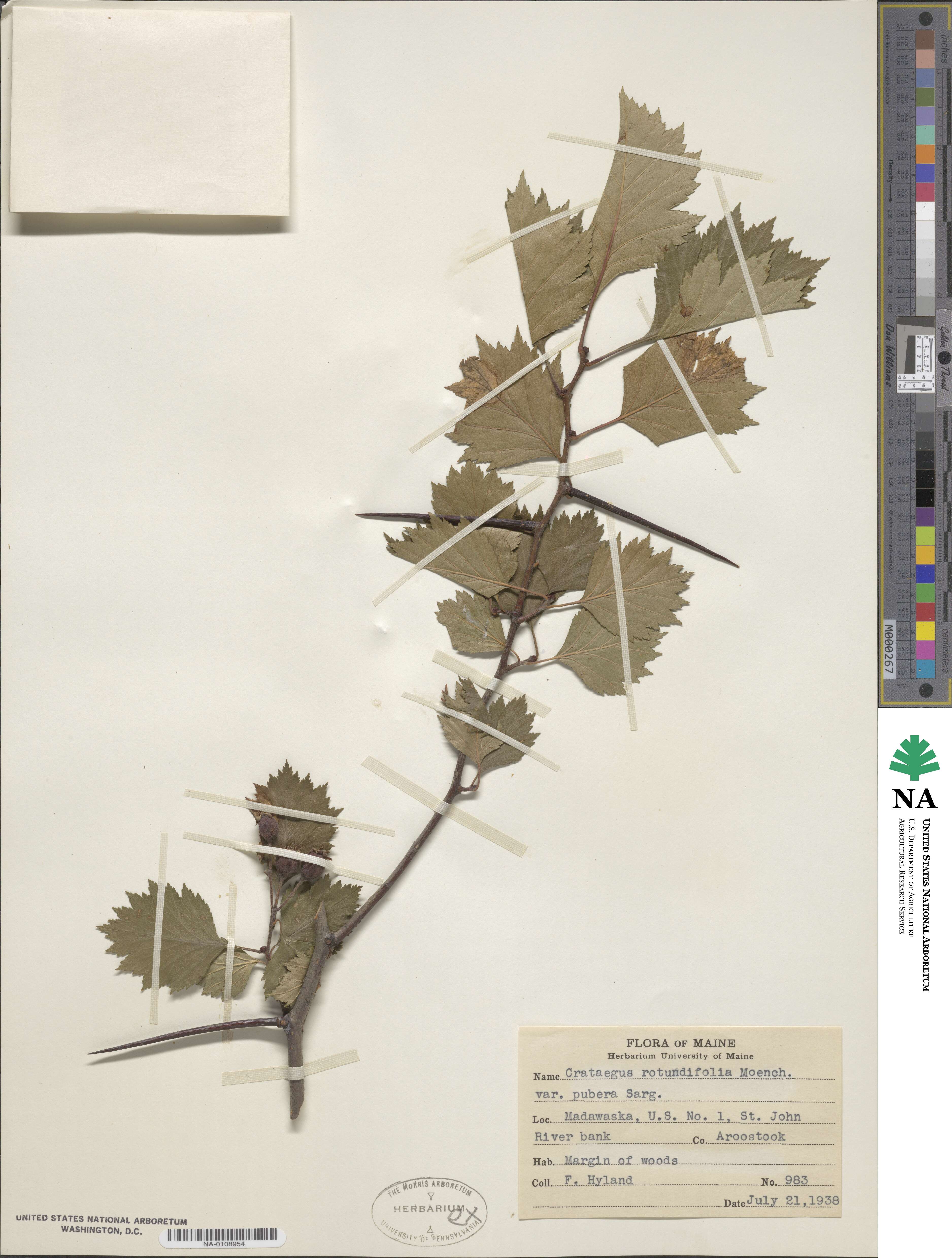 Crataegus holmesiana image