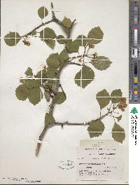 Crataegus holmesiana image