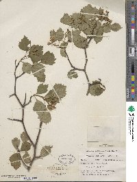 Crataegus holmesiana image