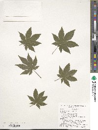 Acer pseudosieboldianum image