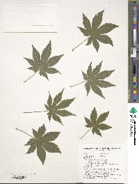 Acer pseudosieboldianum image