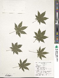 Acer pseudosieboldianum image