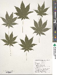 Acer pseudosieboldianum image