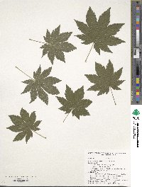 Acer pseudosieboldianum image