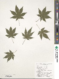 Acer pseudosieboldianum image