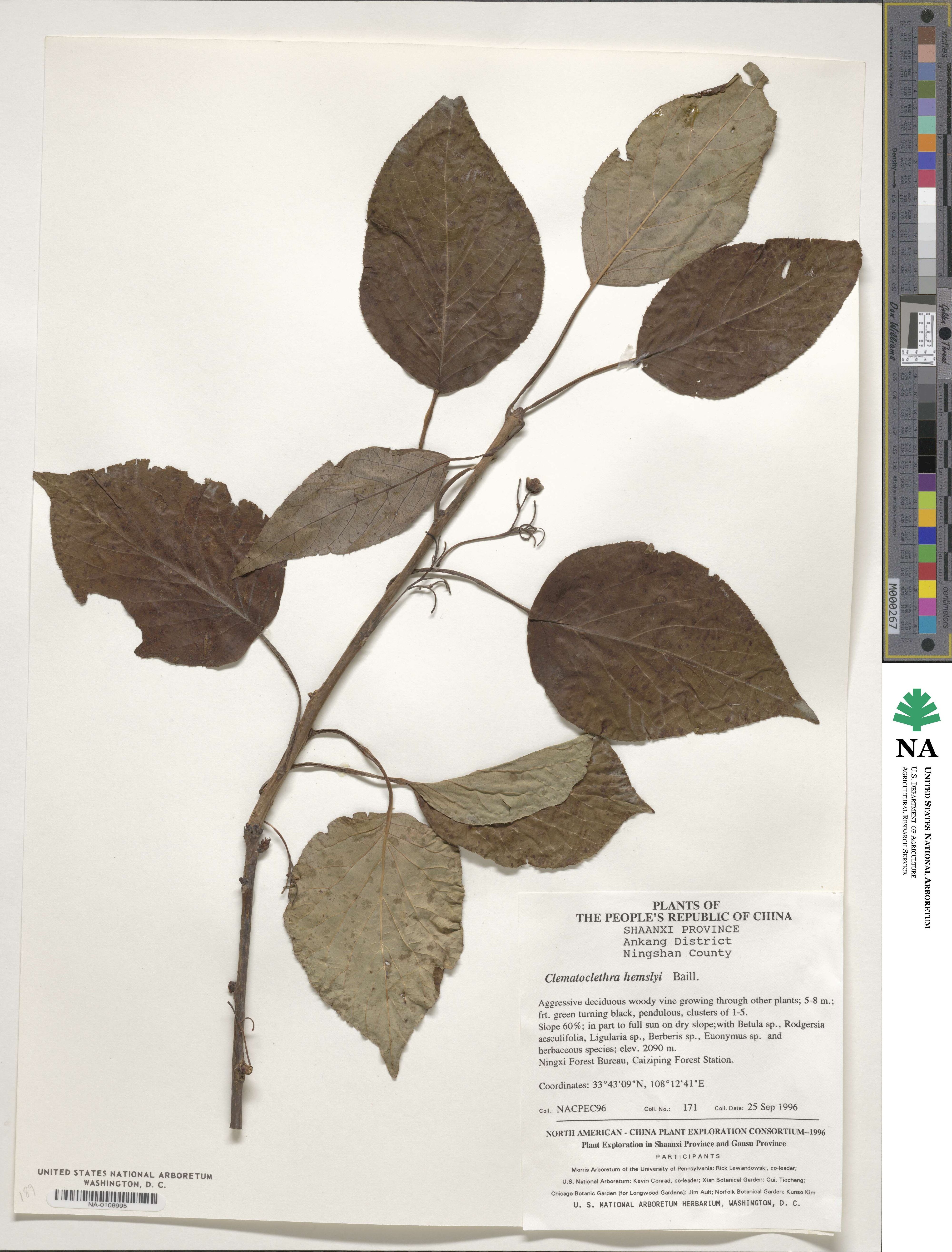 Clematoclethra scandens subsp. hemsleyi image