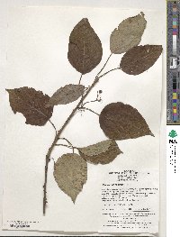 Clematoclethra scandens subsp. hemsleyi image