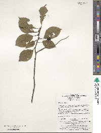 Prunus padus image