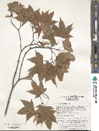 Acer oliverianum image